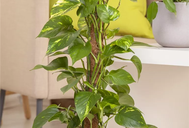 Epipremnum aureum
