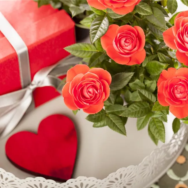 Eine Blume sagt mehr als tausend Worte – die Sprache der Blumen