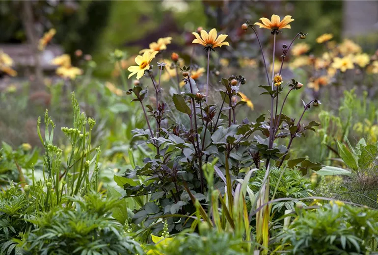 Dahlia, dunkellaubig
