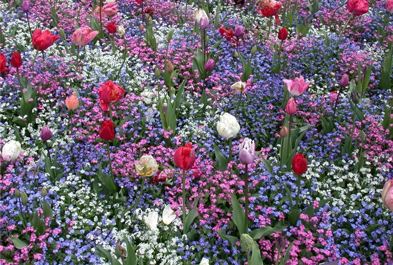 Myosotis sylvatica, Tulipa