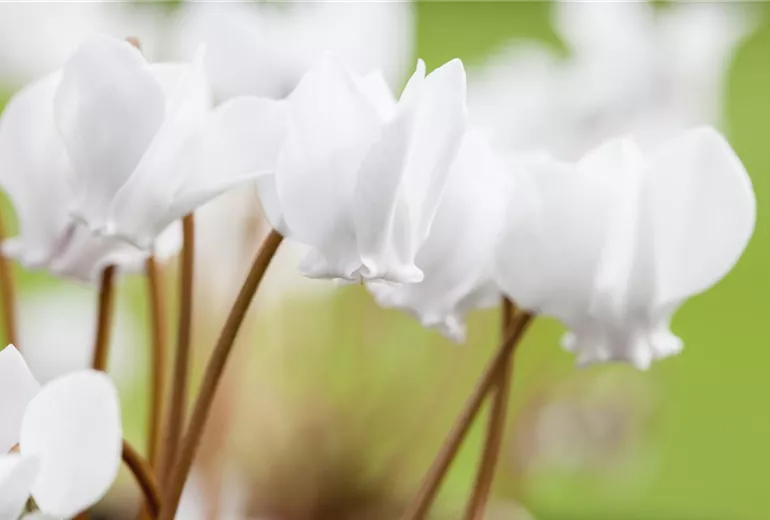 Cyclamen hederifolium 'Ive Ice White'