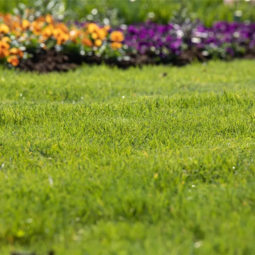 Für jeden Garten den richtigen Rasen