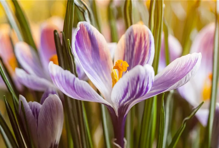 Crocus chrysanthus