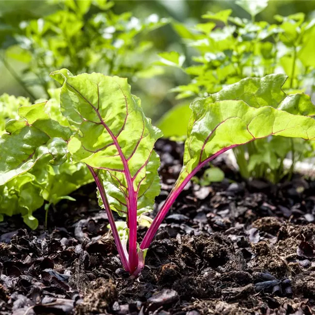 Mangold – die Rübe mit der gewissen Würze