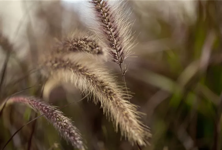 Pennisetum setaceum 'Red Fox'