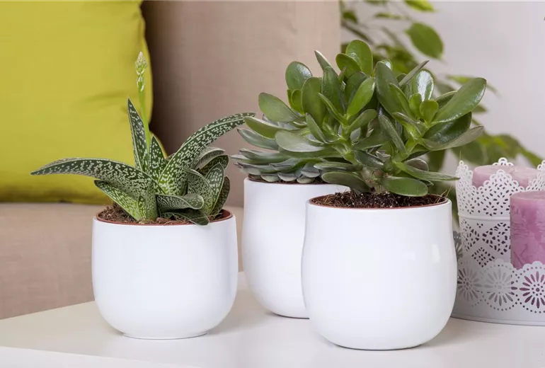 Aloe aristata 'Magic'