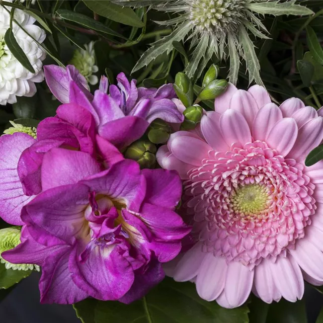 Freesien – unschuldige Schönheit für Beet und Vase