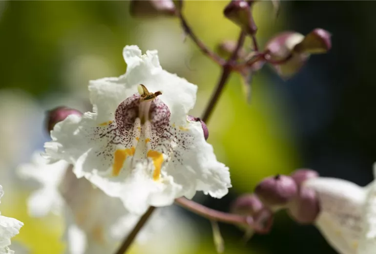 Catalpa bignonioides