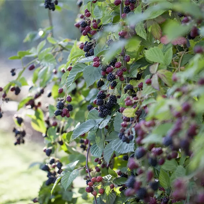 Brombeeren – wilde Leckereien mit langer Tradition