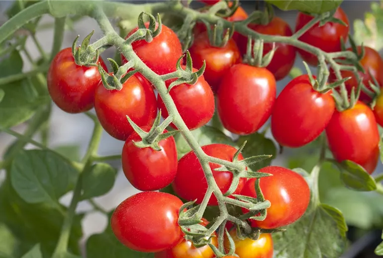 Solanum lycopersicum
