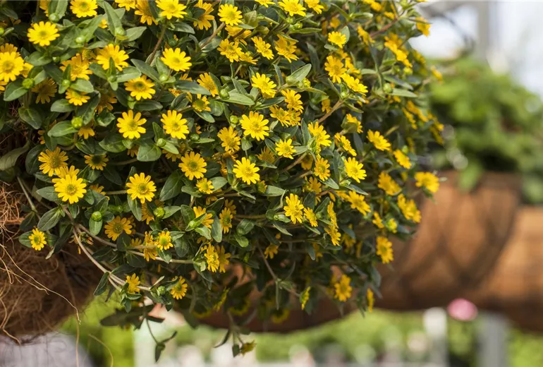 Sanvitalia procumbens 'Sunvy Trailing'