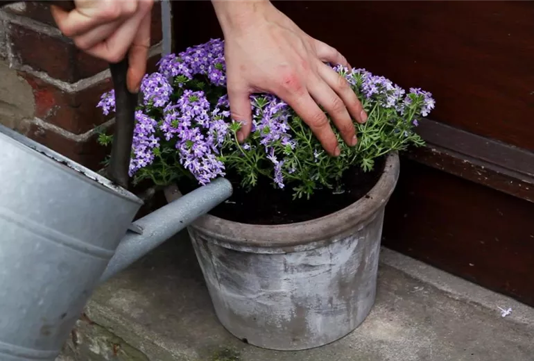 Eisenkraut - Einpflanzen in ein Gefäß (5)