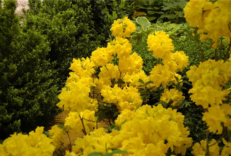 Rhododendron luteum 'Sun Chariot'
