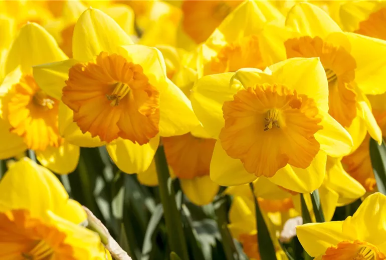 Narcissus, großkronig