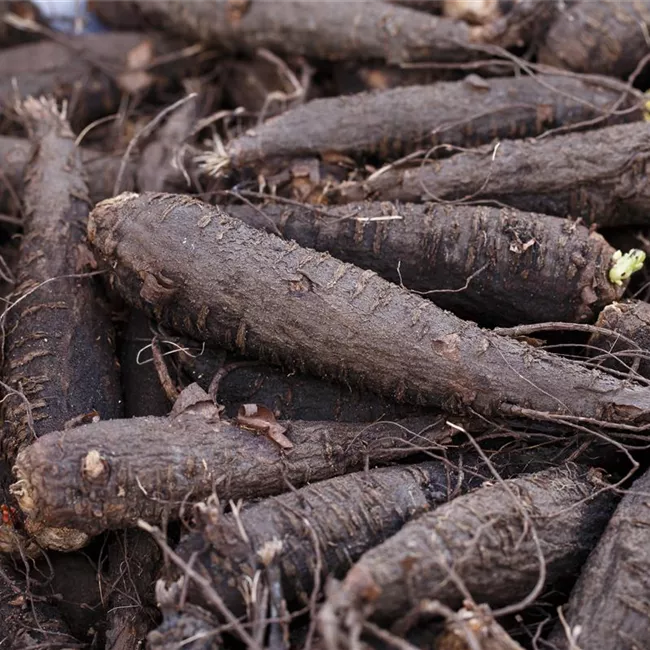 Wunderblume – nächtlicher Überraschungskünstler
