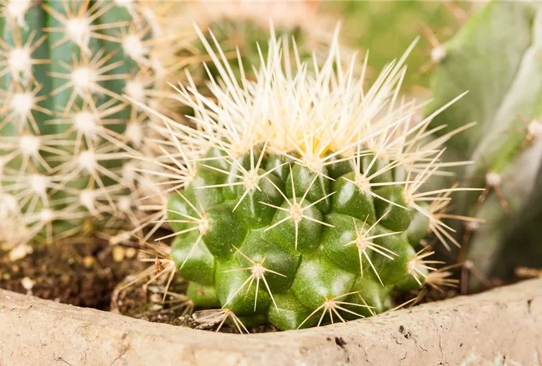 Mammillaria